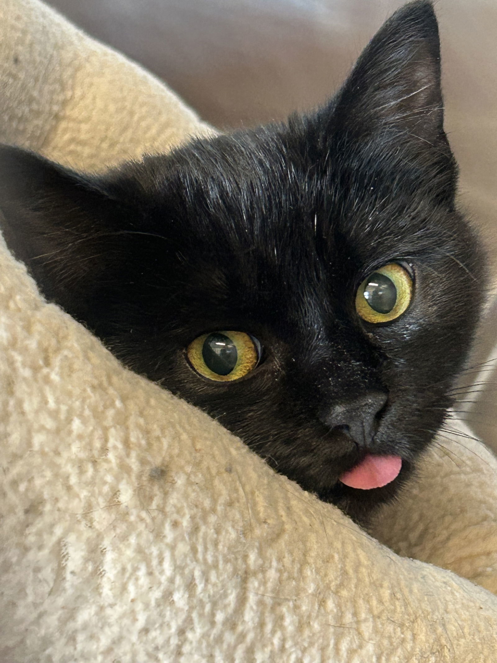 Nova