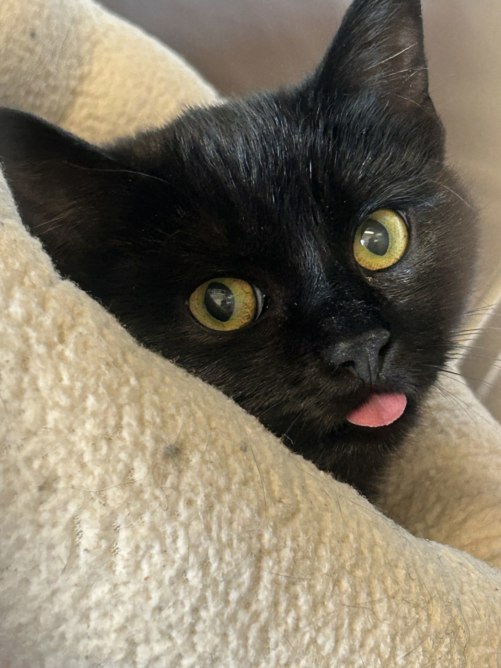 Nova