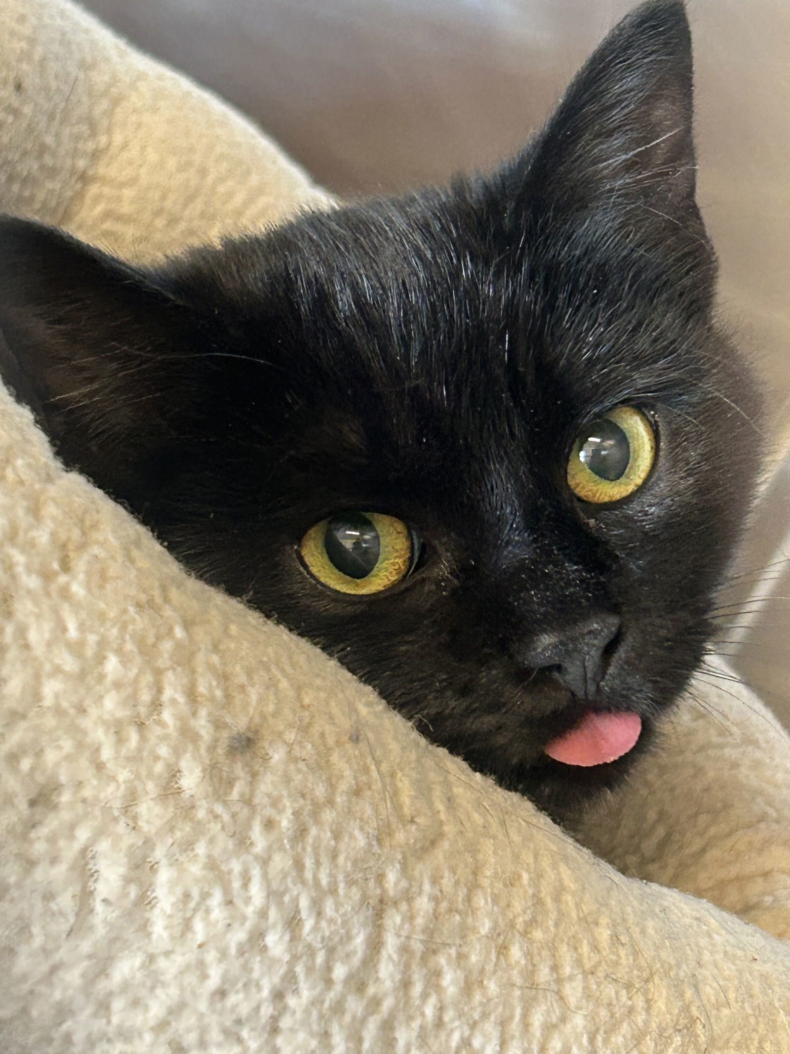 Nova