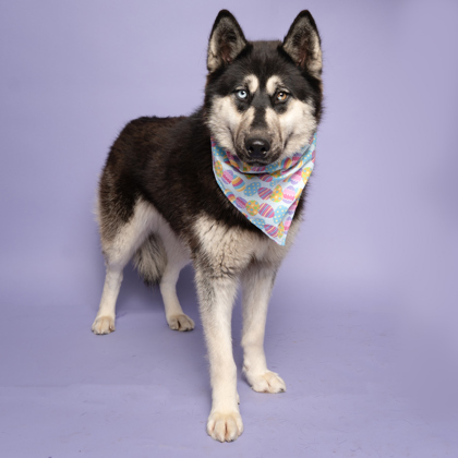 Pearl, an adoptable Siberian Husky, Mixed Breed in Caldwell, ID, 83607 | Photo Image 1