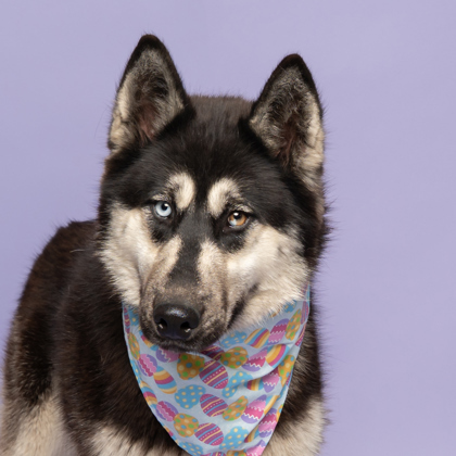 Pearl, an adoptable Siberian Husky, Mixed Breed in Caldwell, ID, 83607 | Photo Image 2