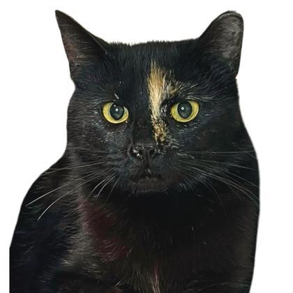 Countess Chocula, an adoptable Domestic Short Hair in Reno, NV, 89512 | Photo Image 1