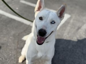 SNOW Siberian Husky Dog