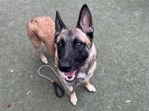 ROXY Belgian Shepherd / Malinois Dog