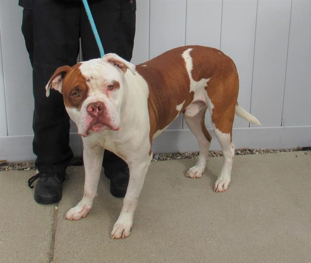 A777772, an adoptable Bullmastiff in Louisville, KY, 40218 | Photo Image 1