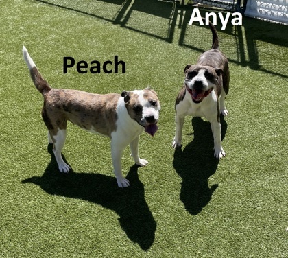 Peach