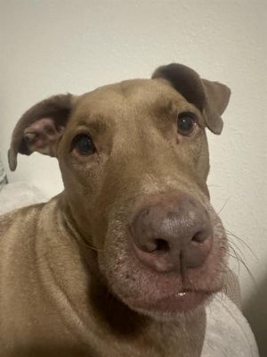 LOLA BEAN, Senior Female unknown