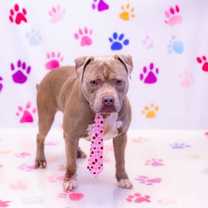 Primary Color Fawn Secondary Color White Weight 68lbs Age 5yrs 2mths 0wks Animal has been Neuter