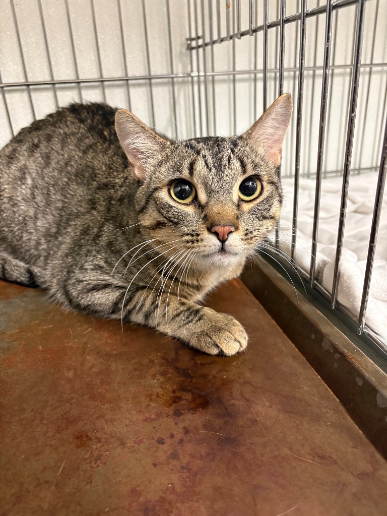 Revan, an adoptable Domestic Short Hair in Rock Springs, WY, 82901 | Photo Image 1