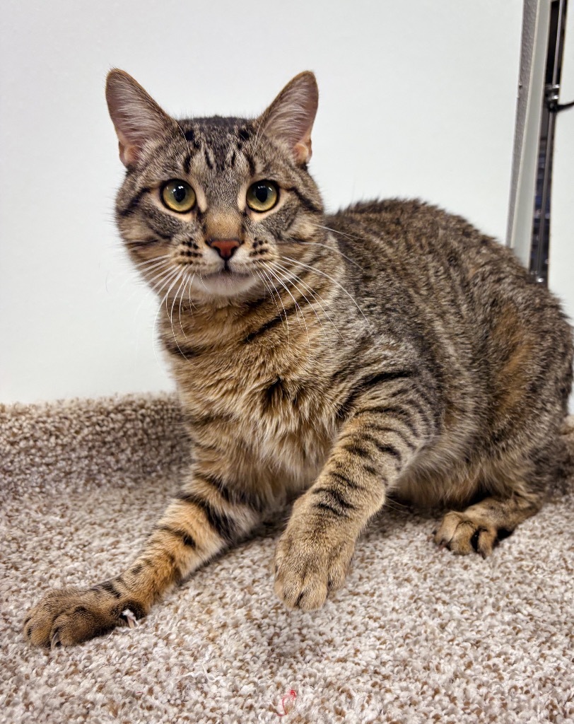 Revan, an adoptable Domestic Short Hair in Rock Springs, WY, 82901 | Photo Image 1