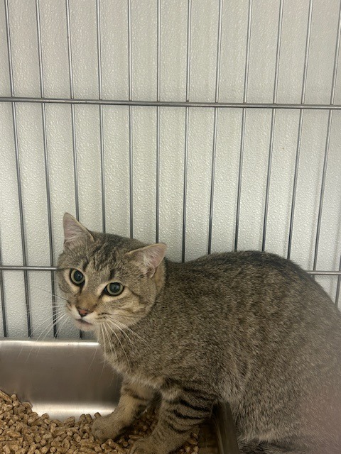 Russell, an adoptable Domestic Short Hair in Rock Springs, WY, 82901 | Photo Image 1