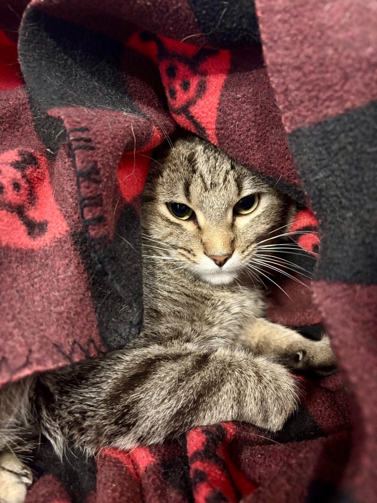 Russell, an adoptable Domestic Short Hair in Rock Springs, WY, 82901 | Photo Image 1