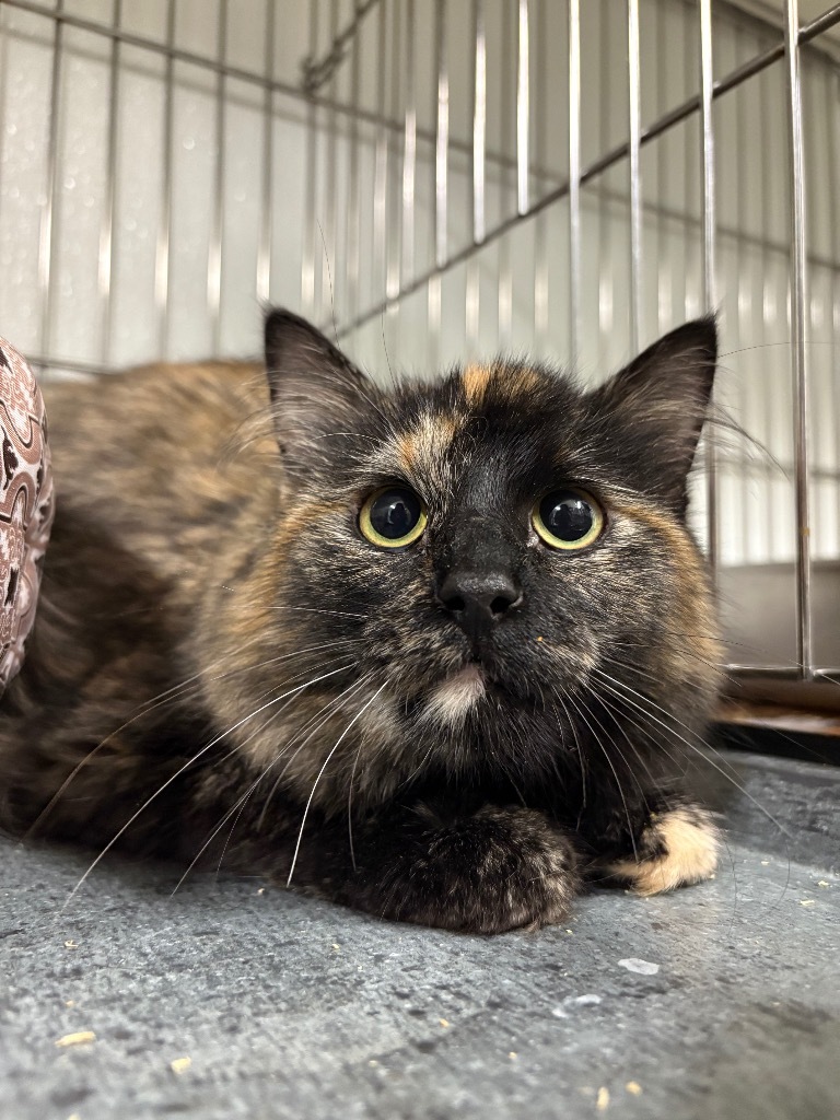 Georgie, an adoptable Domestic Medium Hair in Rock Springs, WY, 82901 | Photo Image 1