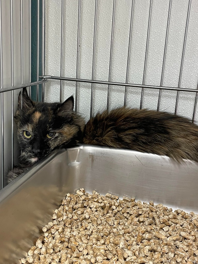 Georgie, an adoptable Domestic Medium Hair in Rock Springs, WY, 82901 | Photo Image 2