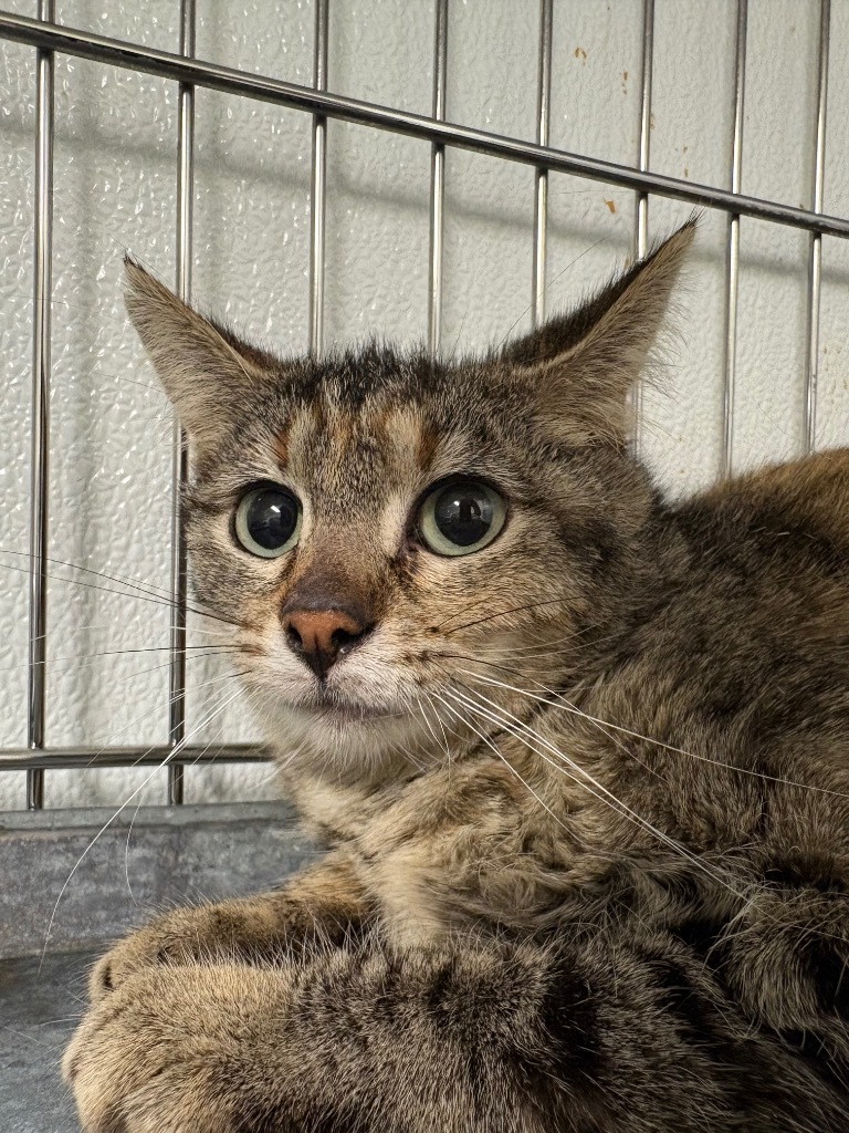 Amy, an adoptable Domestic Short Hair in Rock Springs, WY, 82901 | Photo Image 1