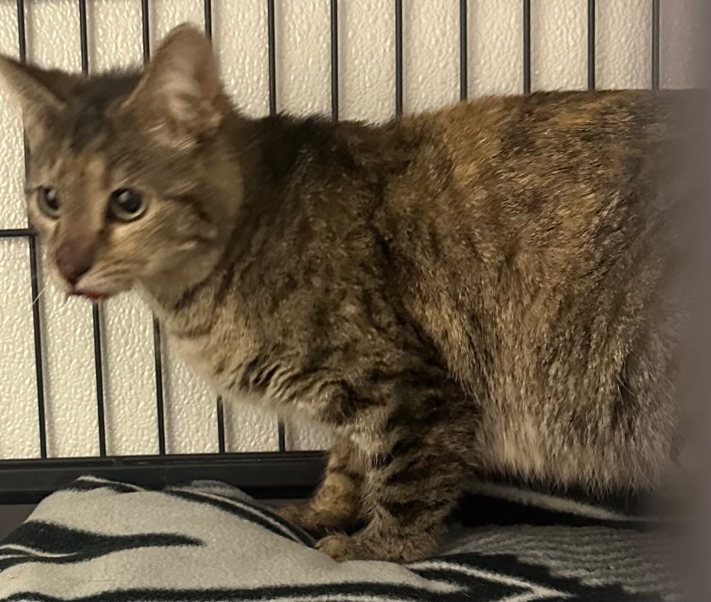Amy, an adoptable Domestic Short Hair in Rock Springs, WY, 82901 | Photo Image 2