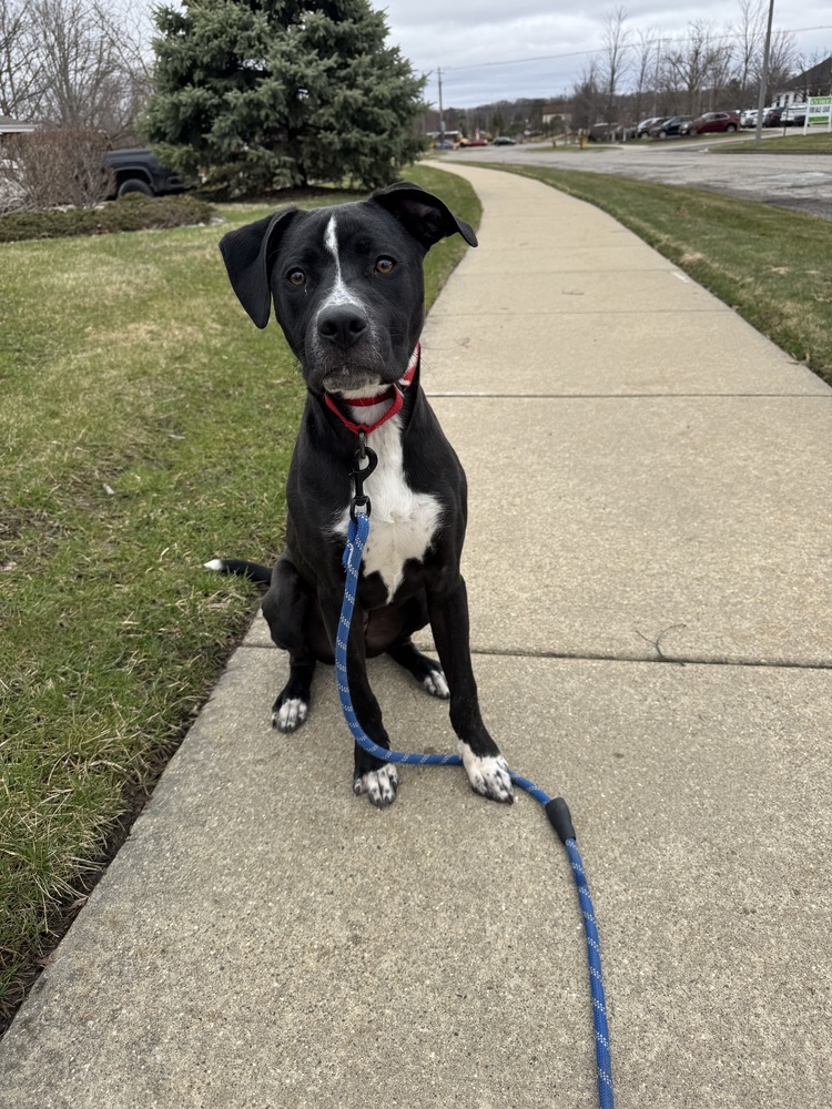 Rocky (FKA Walter 24-151 D)