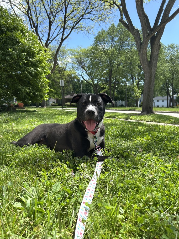 Rocky (FKA Walter 24-151 D)