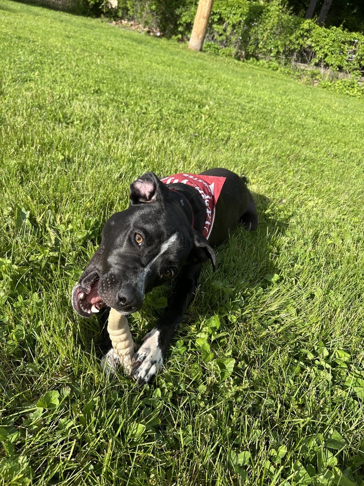 Rocky (FKA Walter 24-151 D)