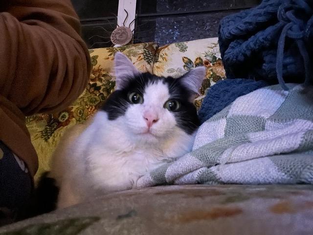 Bashful