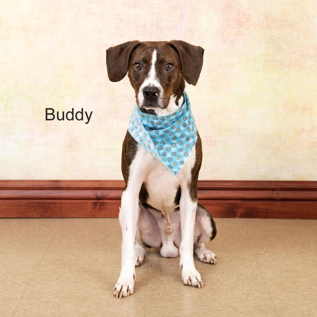 Buddy