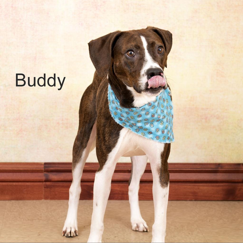 Buddy