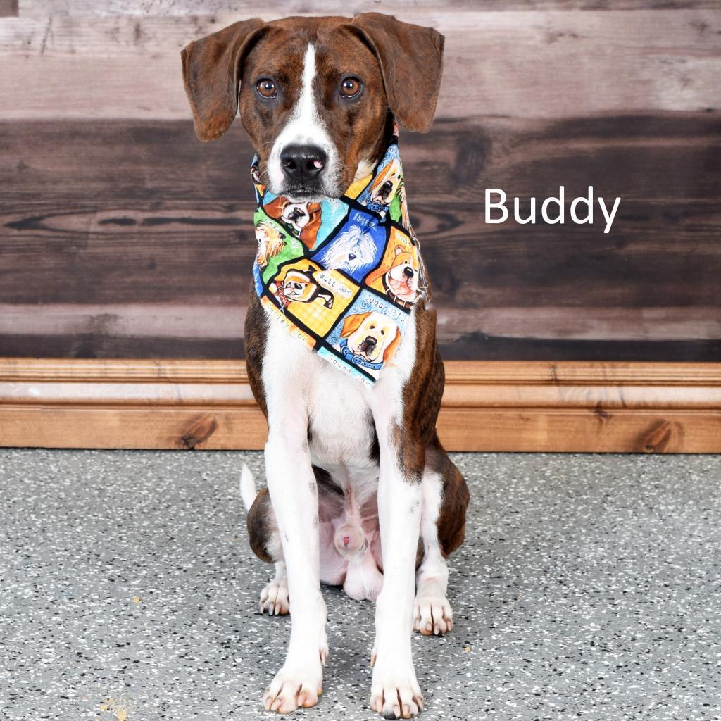 Buddy