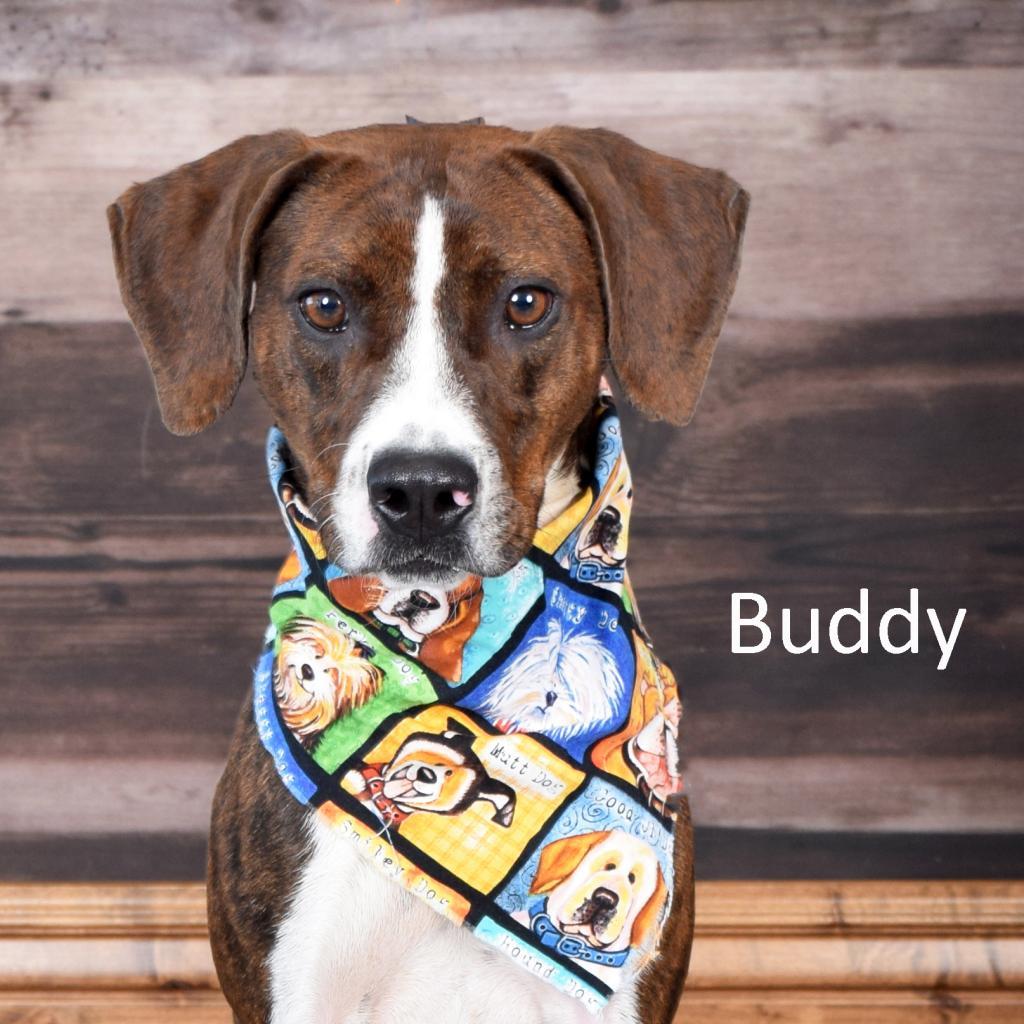 Buddy