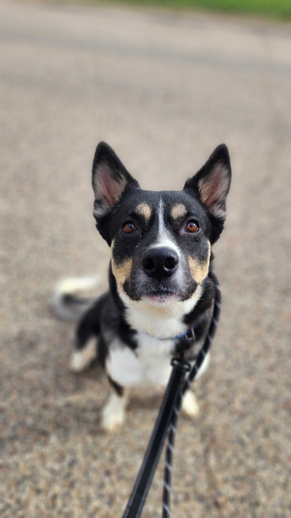 Kodiak, an adoptable Mixed Breed in Minot, ND, 58702 | Photo Image 1
