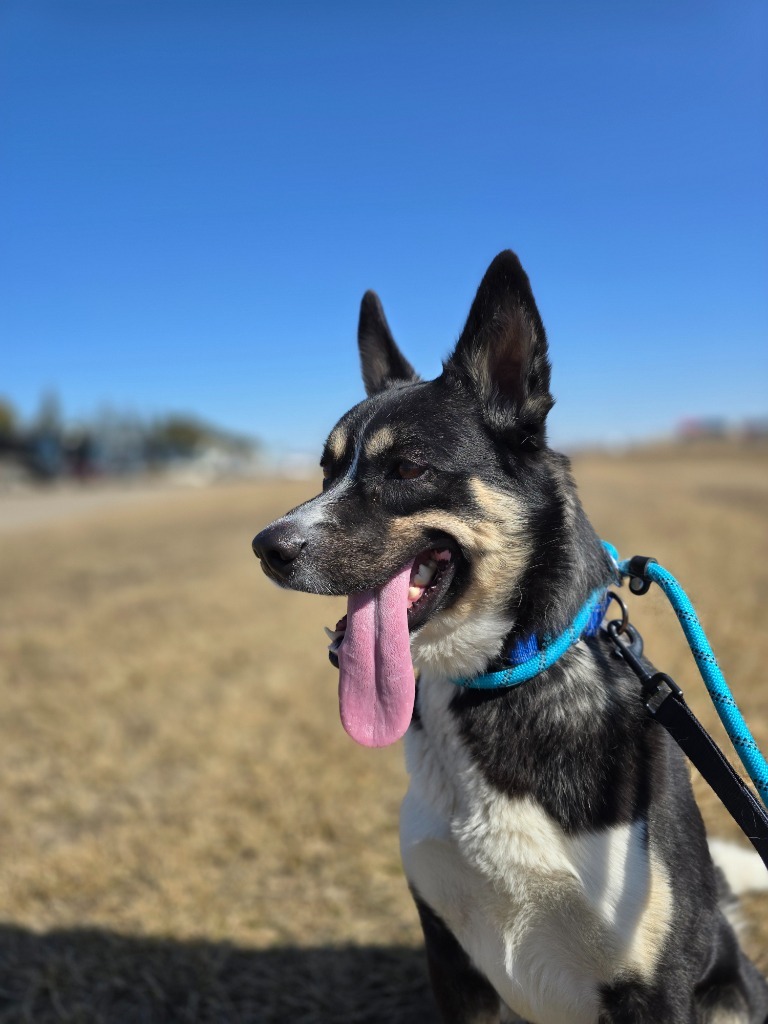 Kodiak, an adoptable Mixed Breed in Minot, ND, 58702 | Photo Image 1