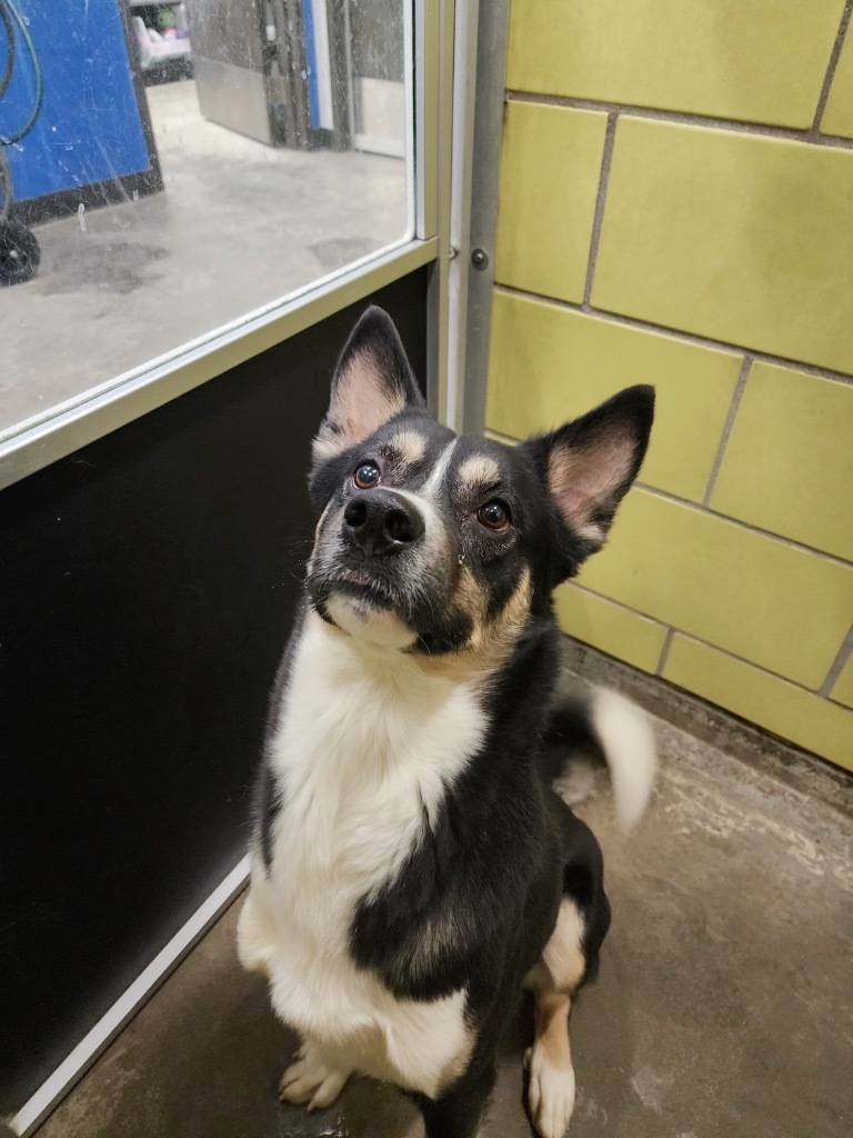 Kodiak, an adoptable Mixed Breed in Minot, ND, 58702 | Photo Image 2