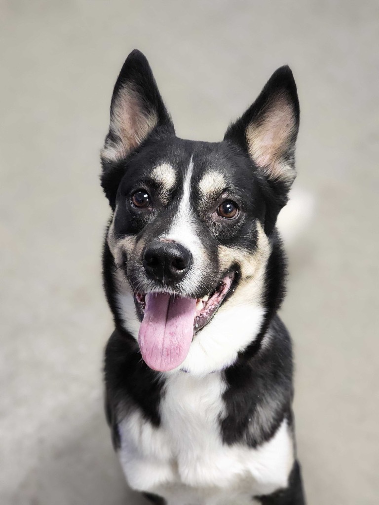 Kodiak, an adoptable Mixed Breed in Minot, ND, 58702 | Photo Image 3