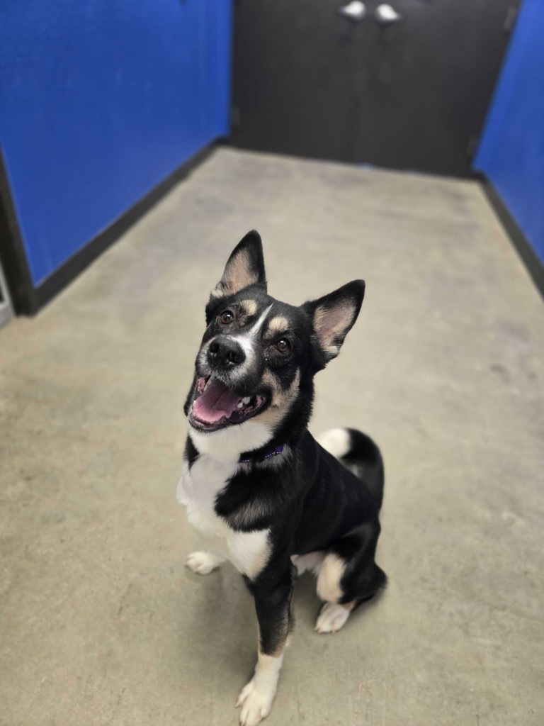 Kodiak, an adoptable Mixed Breed in Minot, ND, 58702 | Photo Image 4