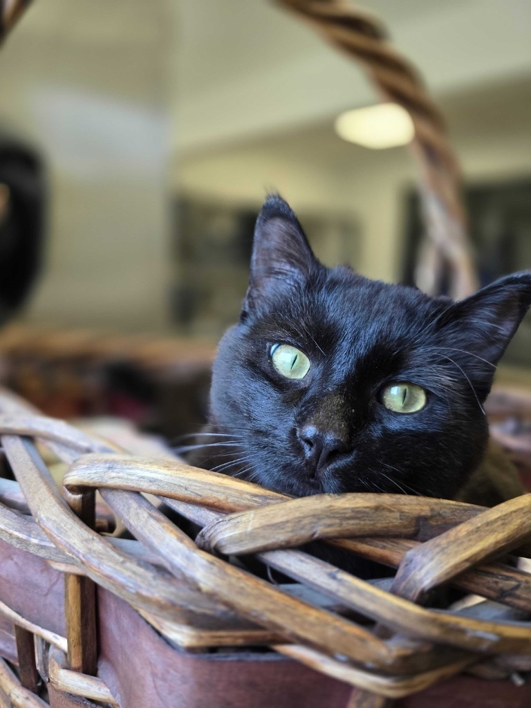 Alfred, an adoptable Domestic Short Hair in Minot, ND, 58702 | Photo Image 1