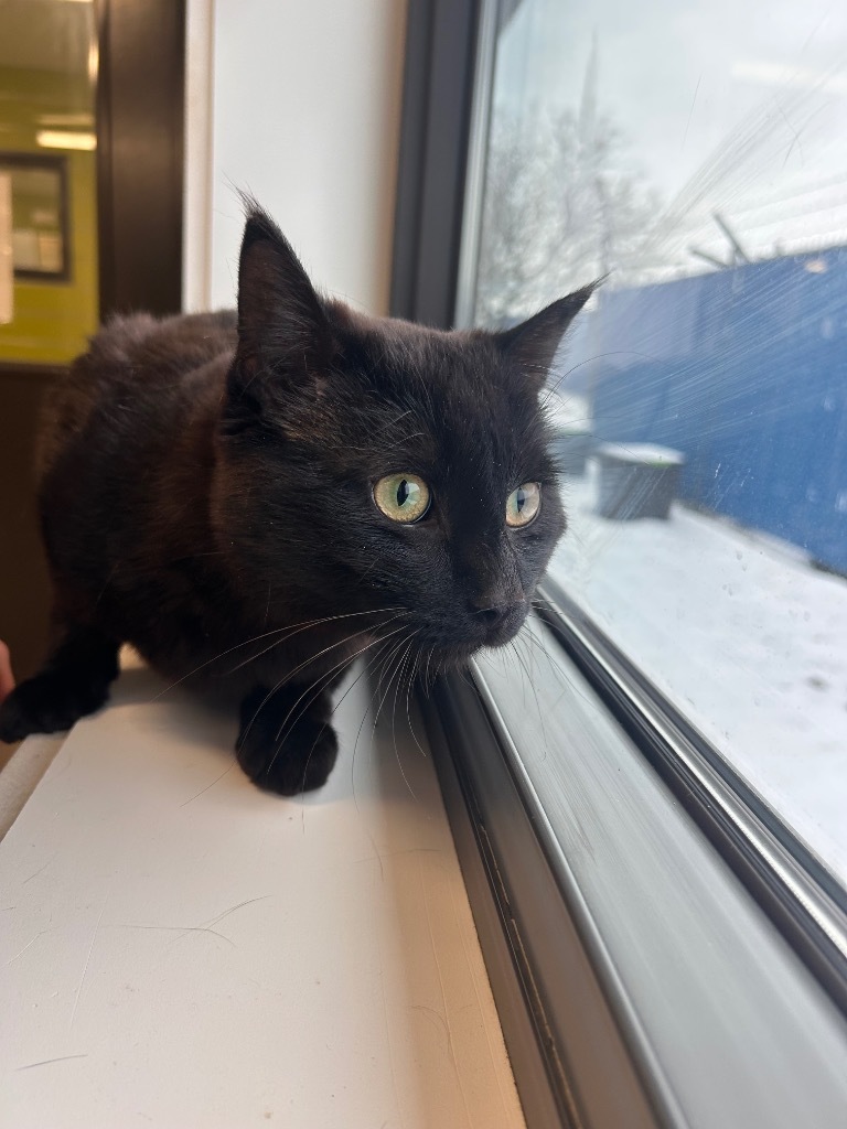 Alfred, an adoptable Domestic Short Hair in Minot, ND, 58702 | Photo Image 2
