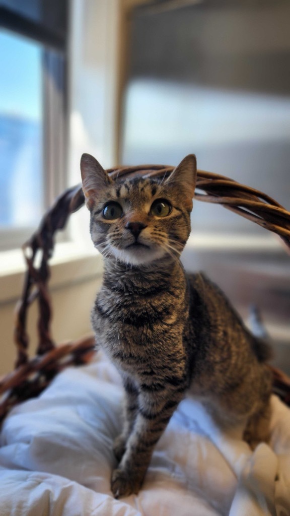 Brenda, an adoptable Domestic Short Hair in Minot, ND, 58702 | Photo Image 1
