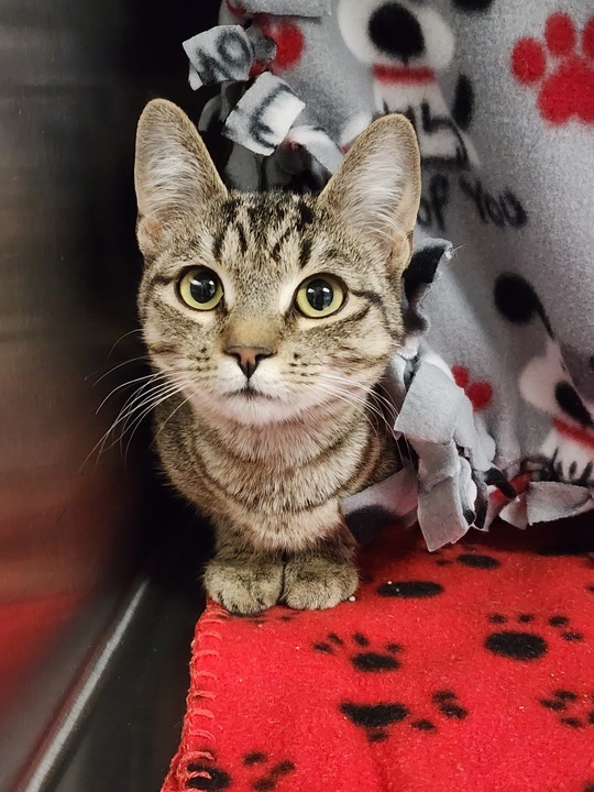 Brenda, an adoptable Domestic Short Hair in Minot, ND, 58702 | Photo Image 2