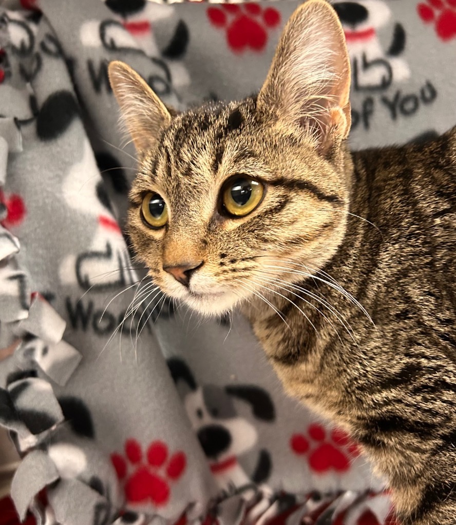 Brenda, an adoptable Domestic Short Hair in Minot, ND, 58702 | Photo Image 3
