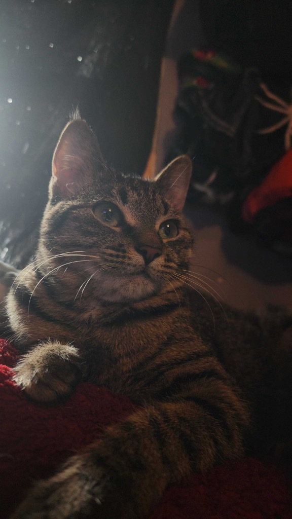 Buffy, an adoptable Domestic Short Hair in Minot, ND, 58702 | Photo Image 1