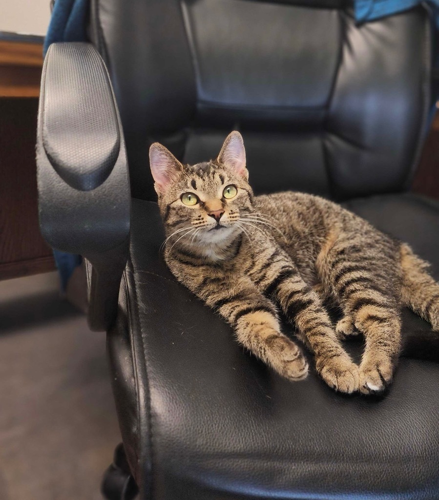 Buffy, an adoptable Domestic Short Hair in Minot, ND, 58702 | Photo Image 1