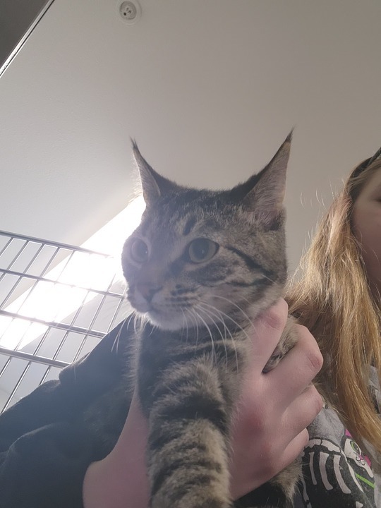 Buffy, an adoptable Domestic Short Hair in Minot, ND, 58702 | Photo Image 2