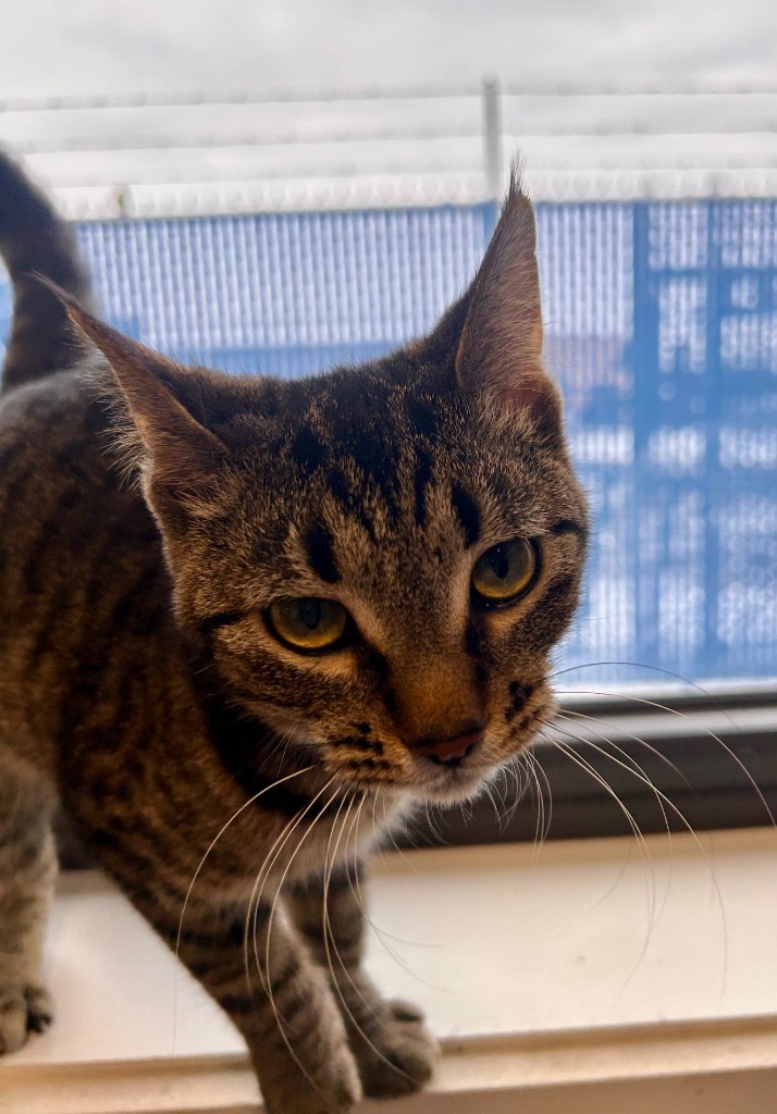 Buffy, an adoptable Domestic Short Hair in Minot, ND, 58702 | Photo Image 3