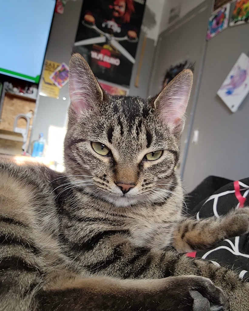 Buffy, an adoptable Domestic Short Hair in Minot, ND, 58702 | Photo Image 4