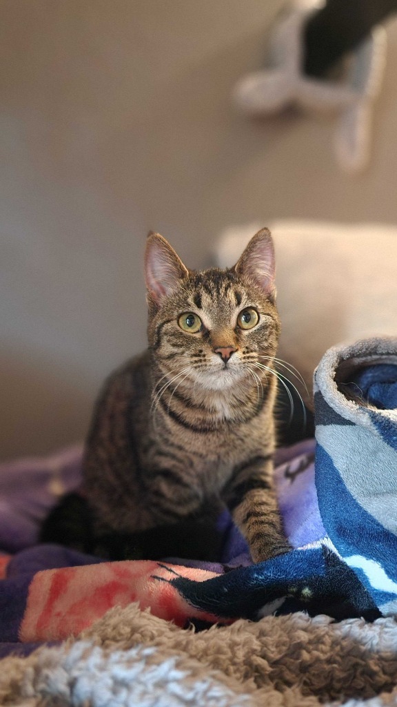 Buffy, an adoptable Domestic Short Hair in Minot, ND, 58702 | Photo Image 5