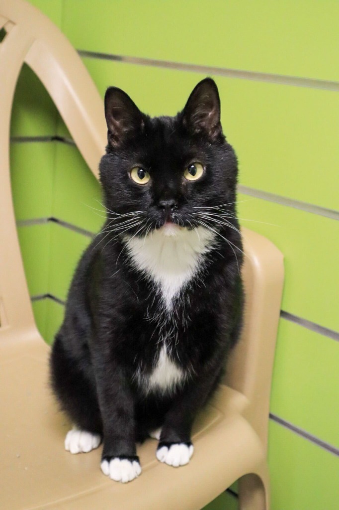 Doofy, an adoptable Domestic Short Hair in Minot, ND, 58702 | Photo Image 1