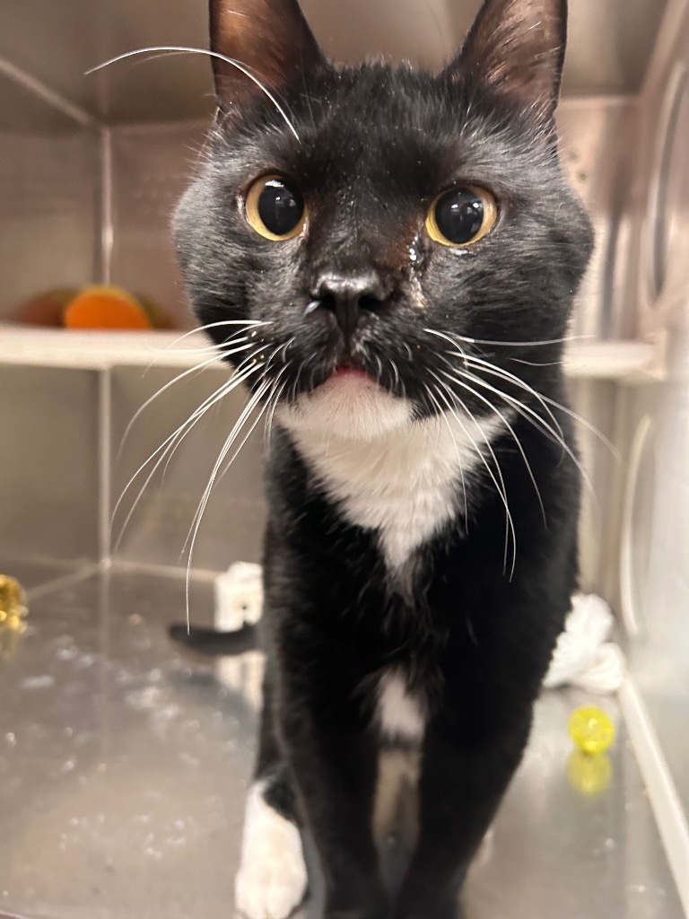 Doofy, an adoptable Domestic Short Hair in Minot, ND, 58702 | Photo Image 2
