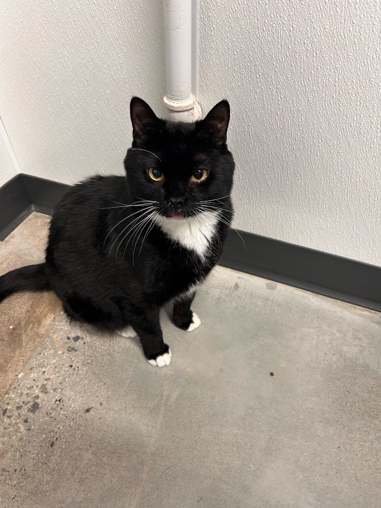 Doofy, an adoptable Domestic Short Hair in Minot, ND, 58702 | Photo Image 3