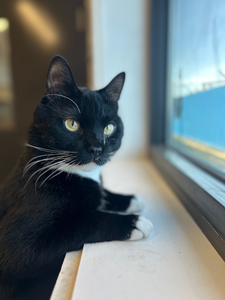 Doofy, an adoptable Domestic Short Hair in Minot, ND, 58702 | Photo Image 4