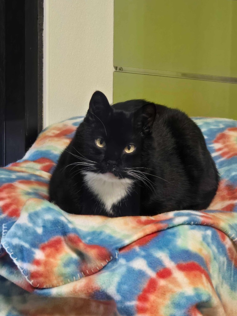 Doofy, an adoptable Domestic Short Hair in Minot, ND, 58702 | Photo Image 5