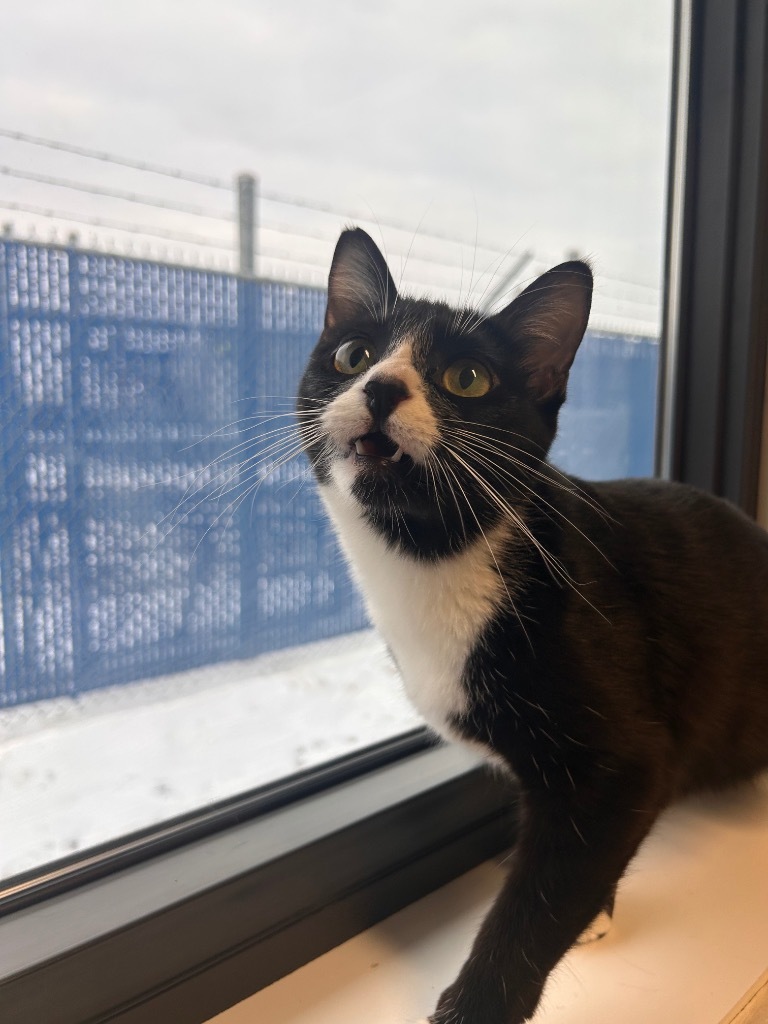Penguin, an adoptable Domestic Short Hair in Minot, ND, 58702 | Photo Image 1